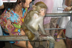 о.Хайнань: Остров обезьян