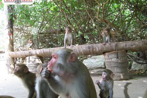 о.Хайнань: Остров обезьян