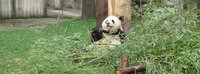 Китай: Чэнду(панды)-Эмейшань-Лэшань-Пекин