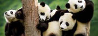 Тур панды, черно-белая легенда