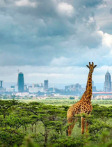Найроби (Кения)