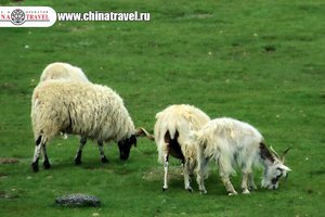 China Travel: Тибет (часть2).