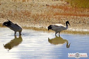 China Travel: Тибет (часть1).