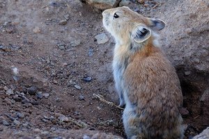 China Travel: Тибет (часть1).