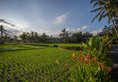 Agung Raka Resort and Villas в регион Убуд Индонезия ✅. Забронировать номер онлайн по выгодной цене в Agung Raka Resort and Villas. Трансфер из аэропорта.