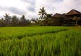 Agung Raka Resort and Villas в регион Убуд Индонезия ✅. Забронировать номер онлайн по выгодной цене в Agung Raka Resort and Villas. Трансфер из аэропорта.