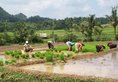 Bakung Ubud Resort & Villa (Бали) в регион Убуд Индонезия ✅. Забронировать номер онлайн по выгодной цене в Bakung Ubud Resort & Villa (Бали). Трансфер из аэропорта.