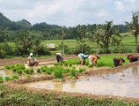 Bakung Ubud Resort & Villa (Бали) в регион Убуд Индонезия ✅. Забронировать номер онлайн по выгодной цене в Bakung Ubud Resort & Villa (Бали). Трансфер из аэропорта.