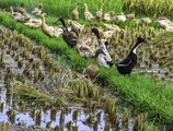 Bakung Ubud Resort & Villa (Бали) в регион Убуд Индонезия ✅. Забронировать номер онлайн по выгодной цене в Bakung Ubud Resort & Villa (Бали). Трансфер из аэропорта.