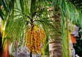 Bali Garden Beach Resort в регион Кута Индонезия ✅. Забронировать номер онлайн по выгодной цене в Bali Garden Beach Resort. Трансфер из аэропорта.