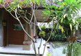 Gunung Merta bungalows Ubud в регион Убуд Индонезия ✅. Забронировать номер онлайн по выгодной цене в Gunung Merta bungalows Ubud. Трансфер из аэропорта.