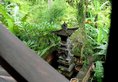 Gunung Merta bungalows Ubud в регион Убуд Индонезия ✅. Забронировать номер онлайн по выгодной цене в Gunung Merta bungalows Ubud. Трансфер из аэропорта.