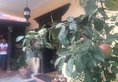 Hotel Mi Casa в Катманду Непал ✅. Забронировать номер онлайн по выгодной цене в Hotel Mi Casa. Трансфер из аэропорта.