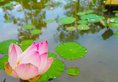 Angkor Century Resort & Spa в Сием Риеп Камбоджа ✅. Забронировать номер онлайн по выгодной цене в Angkor Century Resort & Spa. Трансфер из аэропорта.