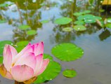 Angkor Century Resort & Spa в Сием Риеп Камбоджа ✅. Забронировать номер онлайн по выгодной цене в Angkor Century Resort & Spa. Трансфер из аэропорта.