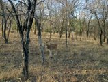 Khajuraho Homestay в Кхаджурахо Индия  ✅. Забронировать номер онлайн по выгодной цене в Khajuraho Homestay. Трансфер из аэропорта.