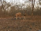 Khajuraho Homestay в Кхаджурахо Индия  ✅. Забронировать номер онлайн по выгодной цене в Khajuraho Homestay. Трансфер из аэропорта.