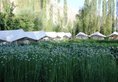 Hotel Mystique Meadows Camp в Лех Индия  ✅. Забронировать номер онлайн по выгодной цене в Hotel Mystique Meadows Camp. Трансфер из аэропорта.