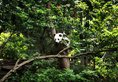 The Ritz-Carlton, Chengdu в Чэнду Китай ✅. Забронировать номер онлайн по выгодной цене в The Ritz-Carlton, Chengdu. Трансфер из аэропорта.