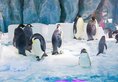 Chimelong Penguin Hotel в Чжухай Китай ✅. Забронировать номер онлайн по выгодной цене в Chimelong Penguin Hotel. Трансфер из аэропорта.