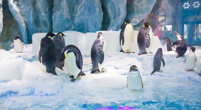 Chimelong Penguin Hotel в Чжухай Китай ✅. Забронировать номер онлайн по выгодной цене в Chimelong Penguin Hotel. Трансфер из аэропорта.
