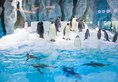 Chimelong Penguin Hotel в Чжухай Китай ✅. Забронировать номер онлайн по выгодной цене в Chimelong Penguin Hotel. Трансфер из аэропорта.