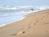 Laya Beach Wadduwa в Ваддува Шри Ланка ✅. Забронировать номер онлайн по выгодной цене в Laya Beach Wadduwa. Трансфер из аэропорта.