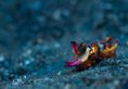 Lembeh Resort в Сулавеси Индонезия ✅. Забронировать номер онлайн по выгодной цене в Lembeh Resort. Трансфер из аэропорта.