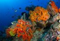 Lembeh Resort в Сулавеси Индонезия ✅. Забронировать номер онлайн по выгодной цене в Lembeh Resort. Трансфер из аэропорта.