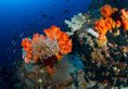 Lembeh Resort в Сулавеси Индонезия ✅. Забронировать номер онлайн по выгодной цене в Lembeh Resort. Трансфер из аэропорта.