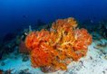 Lembeh Resort в Сулавеси Индонезия ✅. Забронировать номер онлайн по выгодной цене в Lembeh Resort. Трансфер из аэропорта.