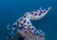 Lembeh Resort в Сулавеси Индонезия ✅. Забронировать номер онлайн по выгодной цене в Lembeh Resort. Трансфер из аэропорта.