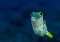 Lembeh Resort в Сулавеси Индонезия ✅. Забронировать номер онлайн по выгодной цене в Lembeh Resort. Трансфер из аэропорта.