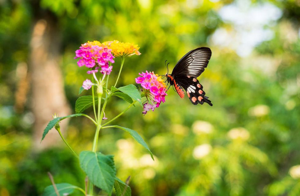 Marari Beach Resort в Керала Индия  ✅. Забронировать номер онлайн по выгодной цене в Marari Beach Resort. Трансфер из аэропорта.