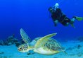Olhuveli Beach & Spa Maldives в Атолл Южный Мале Мальдивы ✅. Забронировать номер онлайн по выгодной цене в Olhuveli Beach & Spa Maldives. Трансфер из аэропорта.