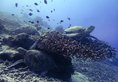 Pom Pom Island Resort в Пулау Пом Пом Малайзия ✅. Забронировать номер онлайн по выгодной цене в Pom Pom Island Resort. Трансфер из аэропорта.