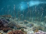 Sangat Island Dive Resort в Корон Филиппины ✅. Забронировать номер онлайн по выгодной цене в Sangat Island Dive Resort. Трансфер из аэропорта.