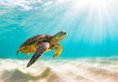 Sheraton Kosgoda Turtle Beach Resort в Косгода Шри-Ланка ✅. Забронировать номер онлайн по выгодной цене в Sheraton Kosgoda Turtle Beach Resort. Трансфер из аэропорта.