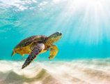 Sheraton Kosgoda Turtle Beach Resort в Косгода Шри Ланка ✅. Забронировать номер онлайн по выгодной цене в Sheraton Kosgoda Turtle Beach Resort. Трансфер из аэропорта.