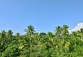 Sheraton Kosgoda Turtle Beach Resort в Косгода Шри-Ланка ✅. Забронировать номер онлайн по выгодной цене в Sheraton Kosgoda Turtle Beach Resort. Трансфер из аэропорта.