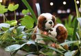 Swiss Belhotel Rain Forest в регион Кута Индонезия ✅. Забронировать номер онлайн по выгодной цене в Swiss Belhotel Rain Forest. Трансфер из аэропорта.