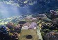 The Andaman, a Luxury Collection Resort в Лангкави Малайзия ✅. Забронировать номер онлайн по выгодной цене в The Andaman, a Luxury Collection Resort. Трансфер из аэропорта.