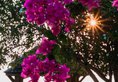 The Frangipani Langkawi Resort & Spa в Лангкави Малайзия ✅. Забронировать номер онлайн по выгодной цене в The Frangipani Langkawi Resort & Spa. Трансфер из аэропорта.