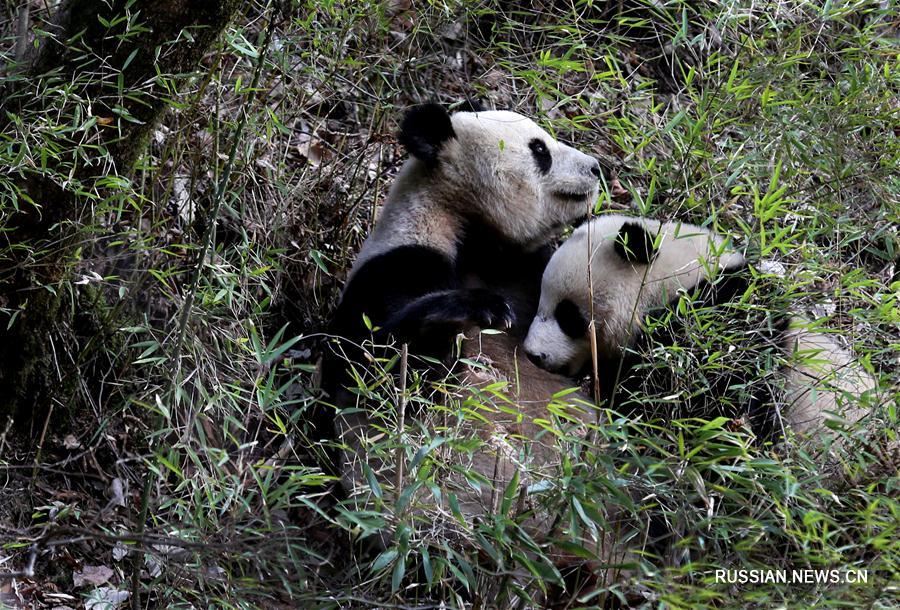 Дикий детеныш большой панды кормится молоком матери