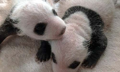 Панда живущая в неволе принесла потомство