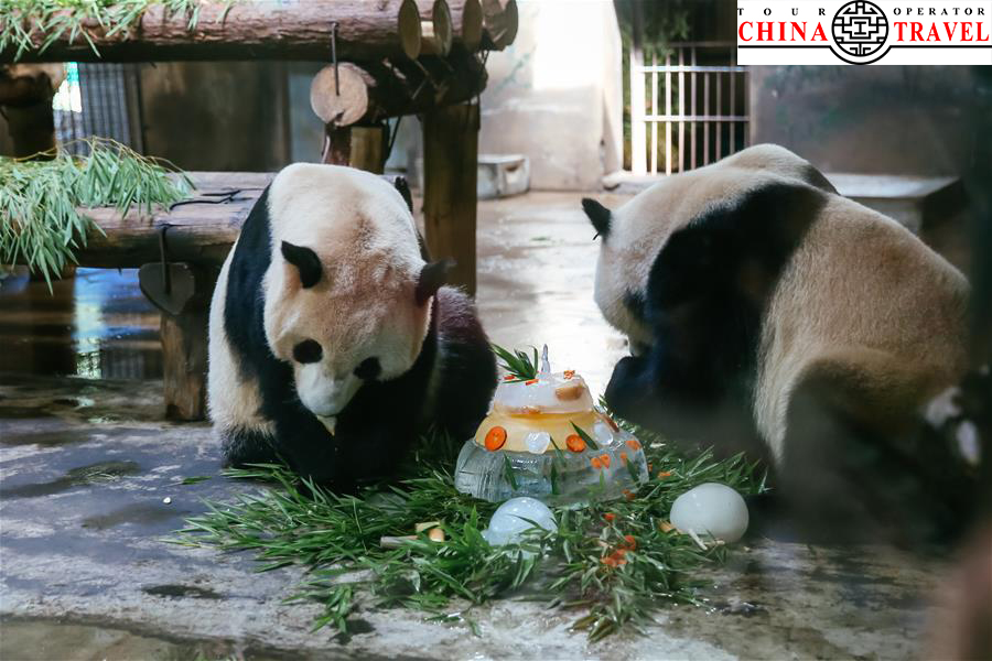 День рождения панд в Ханчжоу