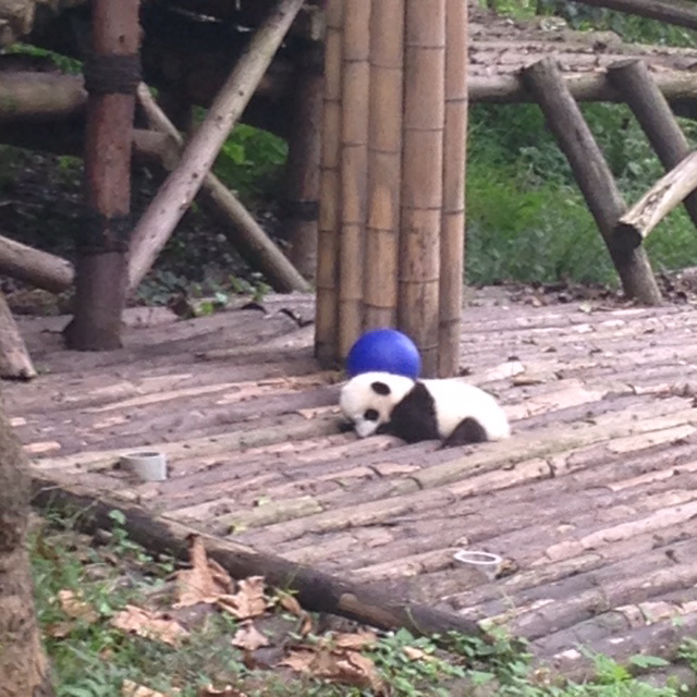 В Чунцинском зоопарке пополнение