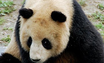 Shanghai Zoo