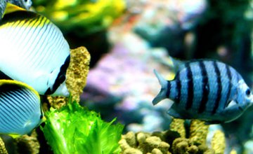 Shanghai Ocean Aquarium
