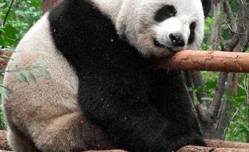 Чэндуский научно-исследовательский центр по разведению больших панд